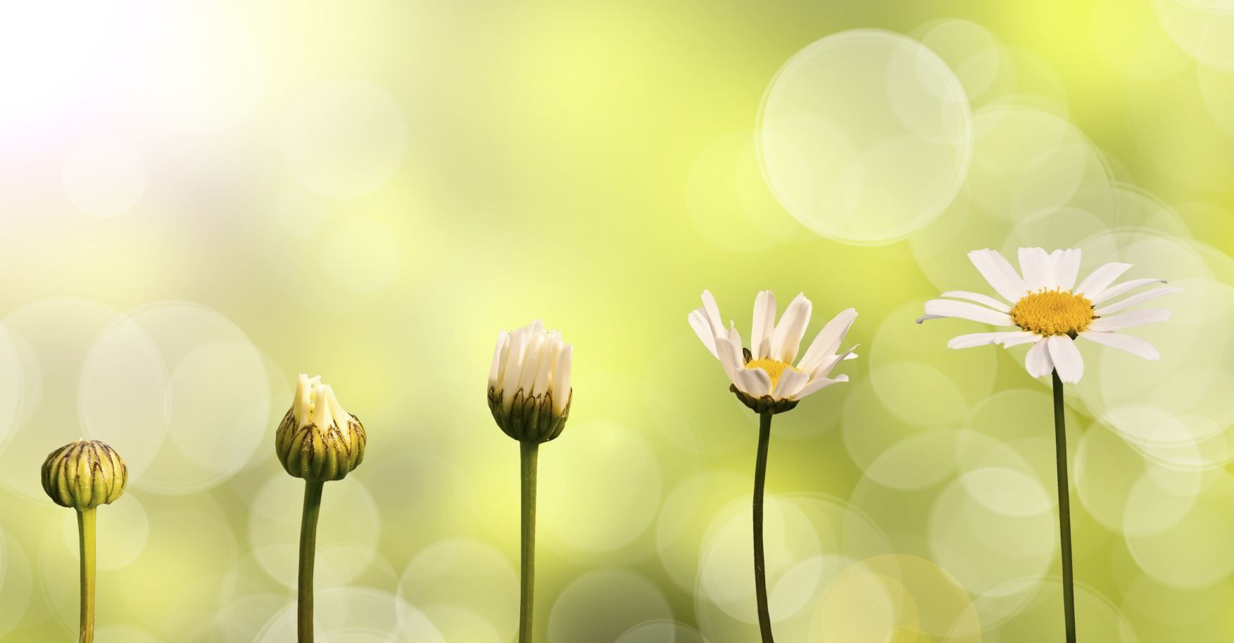 Cinq étapes de floraison d’une marguerite, symbole de croissance et de développement